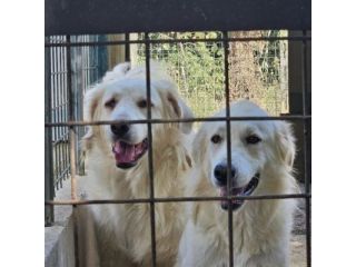 DANTE E ULISSE MIX PMA E GOLDEN CERCANO CASA, CANI IN ADOZIONE