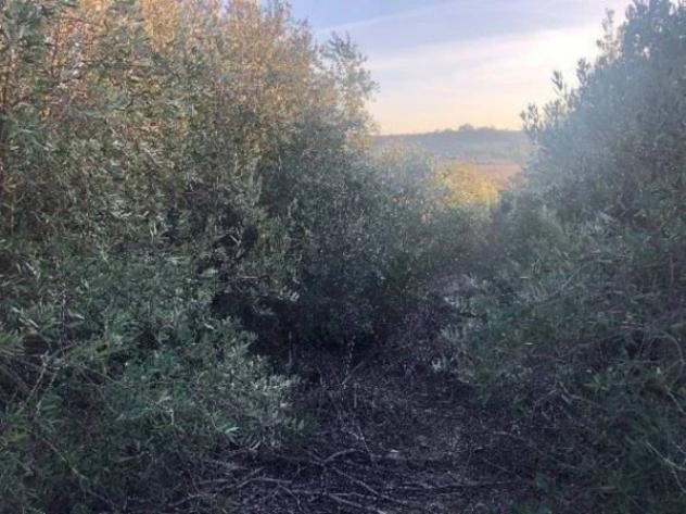 Immobile in asta di 2485532 m² in vendita a Pisticci - Foto 11