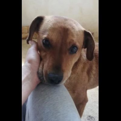 VICTOR TIMIDO E TRANQUILLO, CAGNOLINO IN ADOZIONE