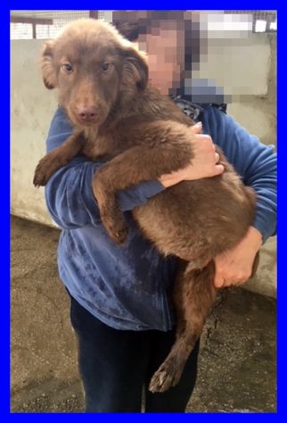 NAPEA,DOLCE CUCCIOLA ABBANDONATA CERCA CASA - Foto 6