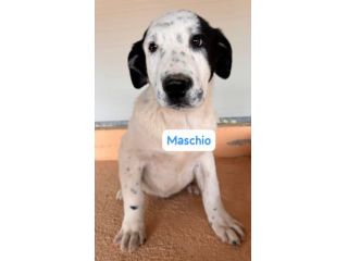 CUCCIOLI 4 MESI TAGLIA MEDIA