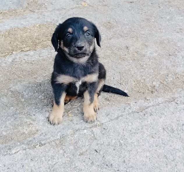 Cucciolo cane