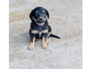 Cucciolo cane