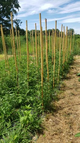 Giardiniere, bracciante agricolo , contadino, coltivatore - Foto 4