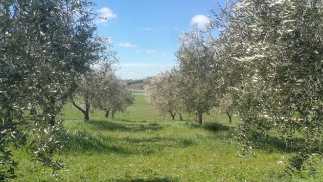 Seminativo in vendita a Lugnano in Teverina - Foto 5