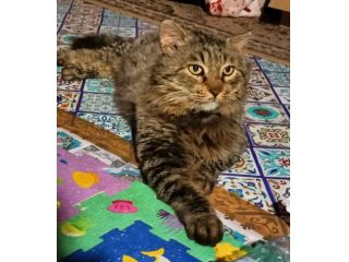 Micione tigrato pelo lungo mollato oltre 2anni fa Fiv+.CATANIA