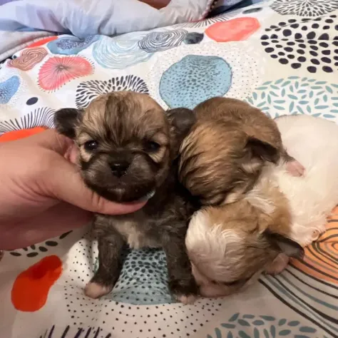 chihuahua toy