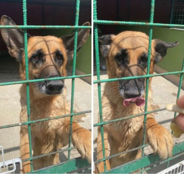 Pastorina 7anni,ubbidiente, era stremata in strada!NAPOLI
