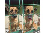 Pastorina 8anni,ubbidiente, era stremata in strada!NAPOLI