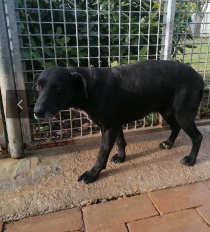 Tommy nero entrato in canile 8anni fa,mai 1chiamata! SOS URBINO - Foto 2