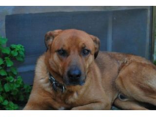STEVEN, dolce cagnolone