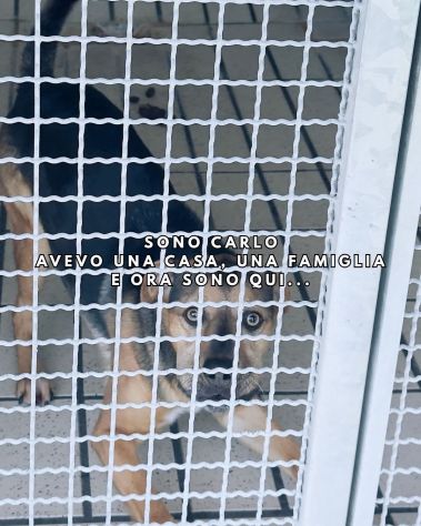 CARLO, vivace e giovane cagnolino in adozione - Foto 4