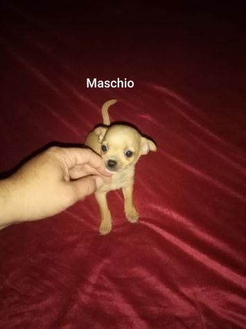 Chihuahua mini toy - Foto 2