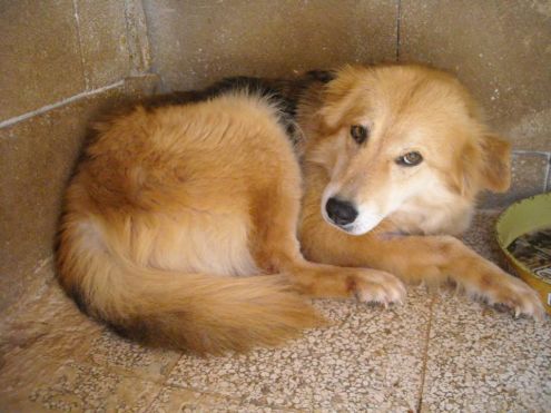 ROBY, tenerissima cagnolina - Foto 5