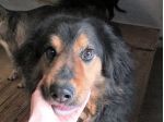 Goccia mix Bovaro del Bernese