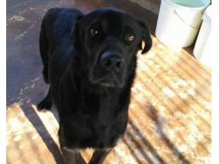 Mix Bracco nero salvato pelle ed ossa 5anni fa! ZERO RICHIESTE!Puglia