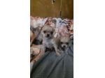 Chihuahua piccolini