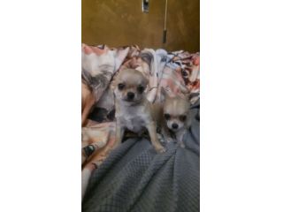 Chihuahua piccolini