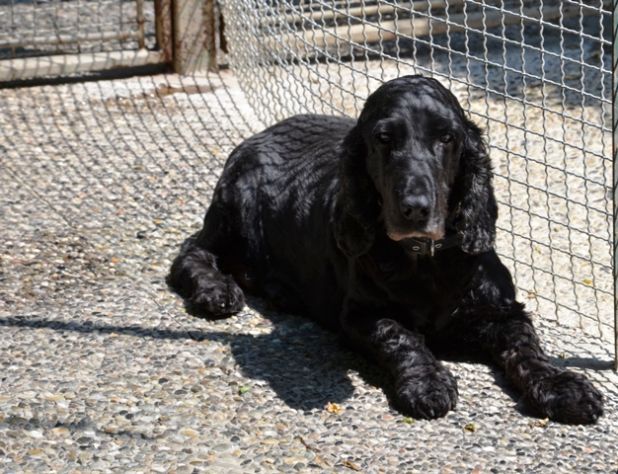 BLACK ARGO, bellissimo cocker - Foto 4