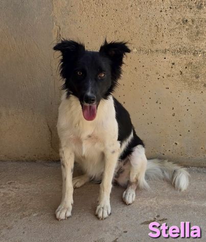 STELLA - Foto 5