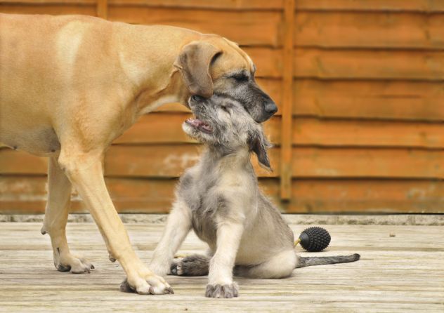 Bellissimi cuccioli di Levriero Irlandese - Foto 3