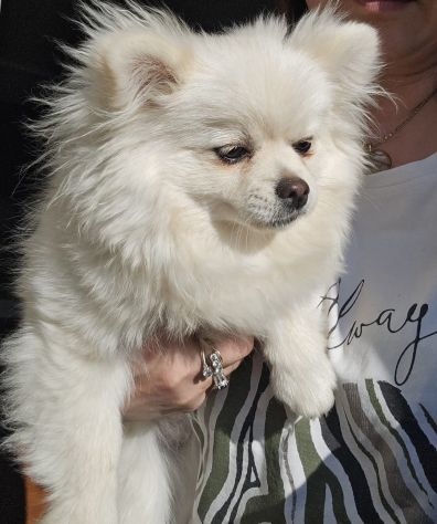 Volpino di pomerania/chihuahua femmina