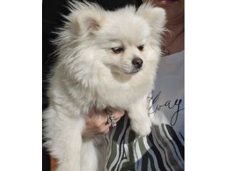 Volpino di pomerania/chihuahua femmina