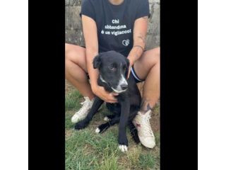 FLIC LA TENEREZZA CERCA CASA, CUCCIOLO IN ADOZIONE