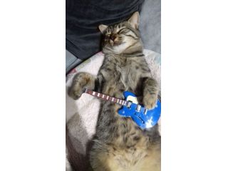 Lezioni di chitarra