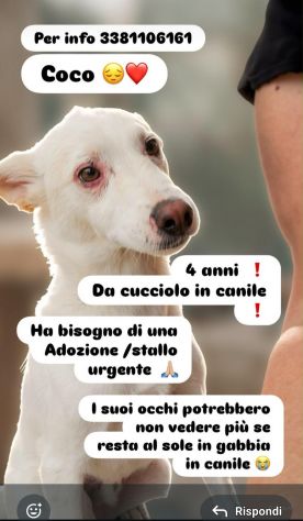 Coco 4anni tg media entrato cucciolo in canile.BARI