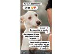 Coco 4anni tg media entrato cucciolo in canile.BARI