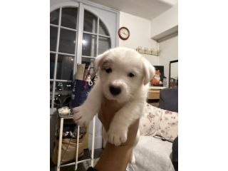 Cuccioli di jack Russell