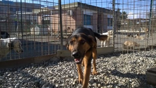 Cucciolone mix lupetto URGENTE! - Foto 2