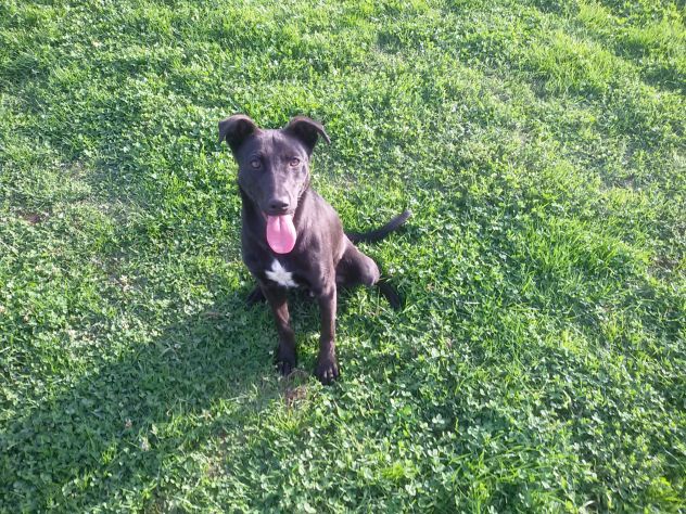 MIRTILLO, dolcissimo cucciolottino - Foto 4