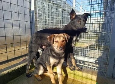 Carlo: timido, dolce, socievole, affettuoso - Foto 3