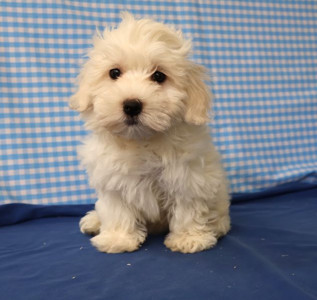 cani maltesi - Foto 2