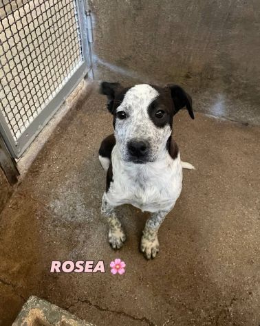 MAURA VARCO ROSEA DOLCISSIMI CUCCIOLI IN ADOZIONE - Foto 7