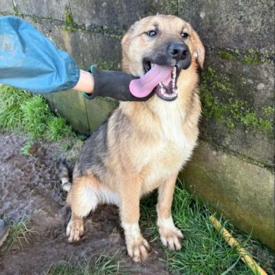 MOCKY un piccolo tenerone, cucciolo in adozione - Foto 8