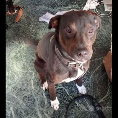 NERINO CAGNOLINO IN ADOZIONE