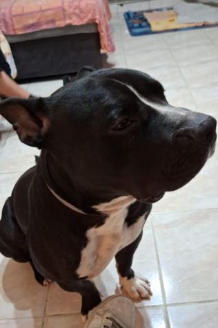 American Bully 3anni,meraviglioso,dal divano al box!SOS TORINO