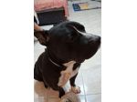American Bully  3anni,meraviglioso,dal divano al box!SOS TORINO