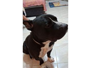 American Bully  3anni,meraviglioso,dal divano al box!SOS TORINO