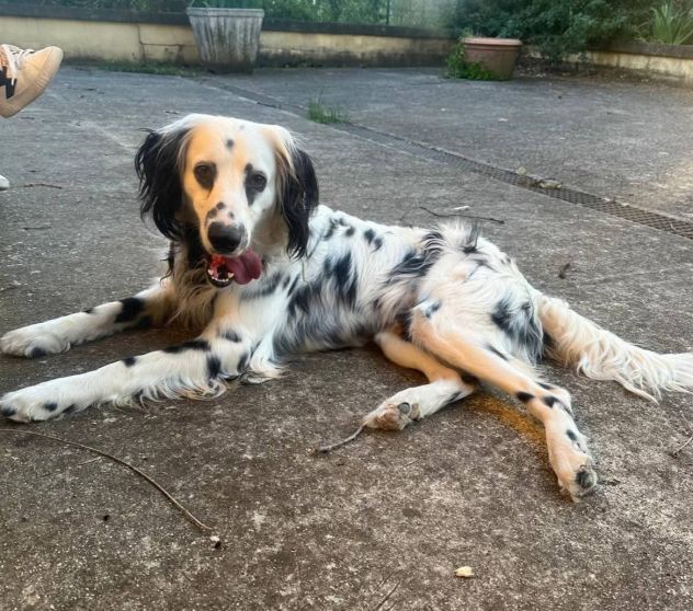 TEX DOLCISSIMO CANE IN ADOZIONE - Foto 3