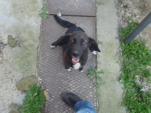 5 deliziose cagnoline - Foto 4
