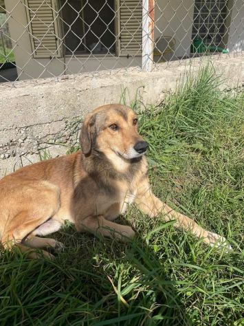 UGOLINO DOCILE, GLI PIACE FARSI COCCOLARE CAGNOLINO IN ADOZIONE - Foto 7