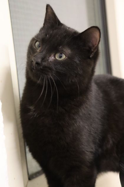 Pippo, picciotto meraviglioso - Foto 2