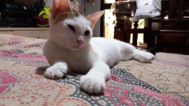 NIKITA, dolce gattina in adozione - Foto 5