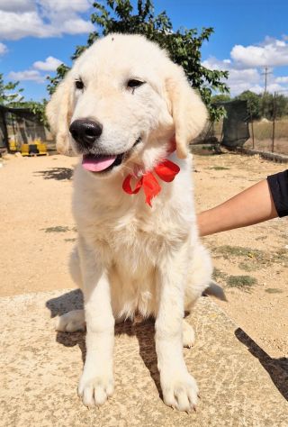 BURT,DOPO L'ABBANDONO,MERITA L'ADOZIONE! - Foto 9
