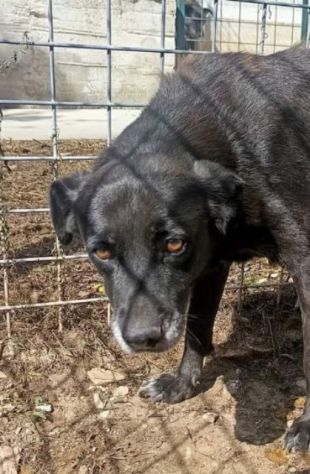 TITINA UNA OCCASIONE PER CAMBIARE IL SUO DESTINO CAGNOLINA IN ADOZIONE