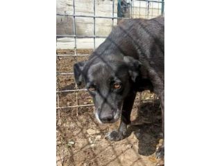 TITINA UNA OCCASIONE PER CAMBIARE IL SUO DESTINO CAGNOLINA IN ADOZIONE